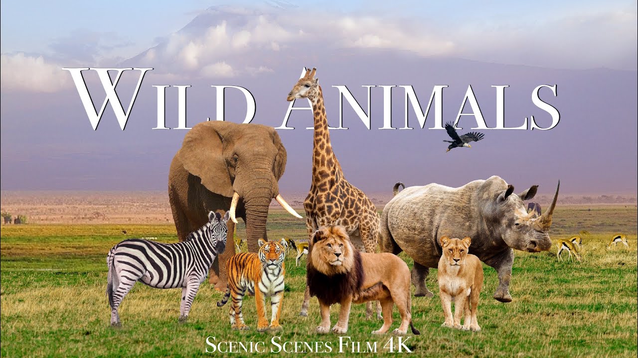 What animal is a Emma? – Animals | Quiz
