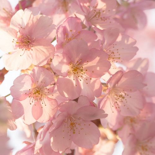 Hanamori 🌸 – The Official Lodge Sorting (by ImaginEri) DEMO
