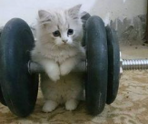 Gym – ¿Qué baile te tocó interpretar?