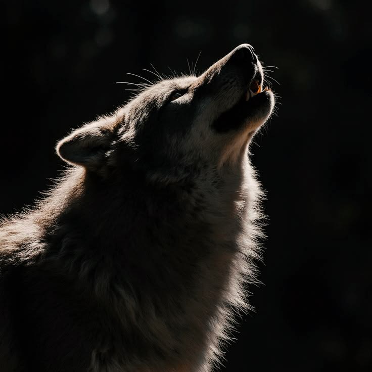 Wolvendom 🐺 – The Official Lodge Sorting (by ImaginEri) DEMO